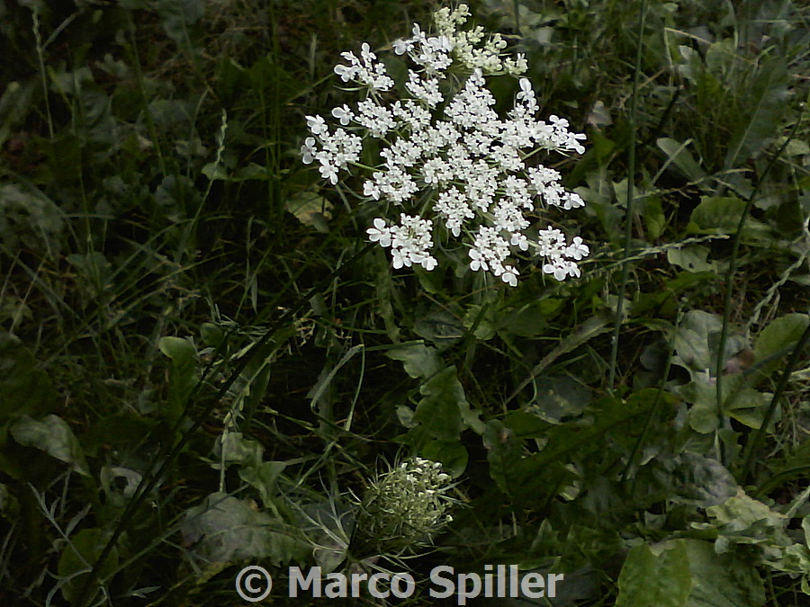 Daucus carota